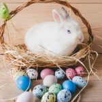 secretul iepurasului de pasti simbol vechi transformat in bucurie moderna 69d8ad809f4a3