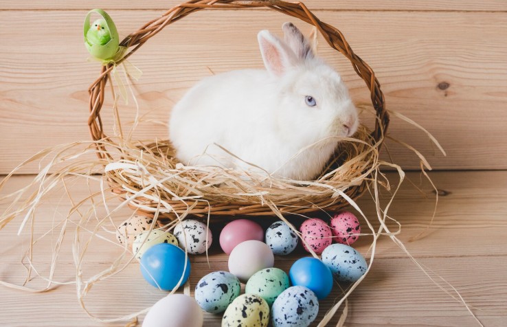 secretul iepurasului de pasti simbol vechi transformat in bucurie moderna 69d8ad809f4a3
