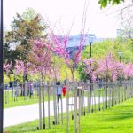 spatiile verzi din parcul tabacarie pregatite pentru plantare 69f20e5b7a8d2