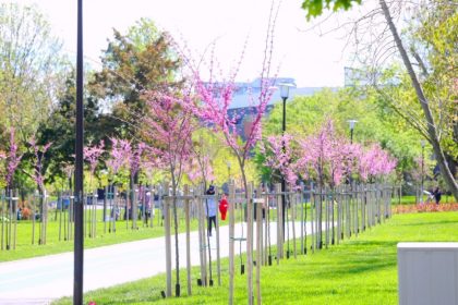 spatiile verzi din parcul tabacarie pregatite pentru plantare 69f20e5b7a8d2