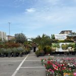 video ccina piata de flori revine la vivo trei zile dedicate iubitorilor de plante si gradinarit 69eb34b10275a