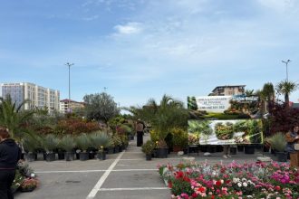 video ccina piata de flori revine la vivo trei zile dedicate iubitorilor de plante si gradinarit 69eb34b10275a