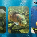 video o legenda urbana spune ca pestii de la acvariul din constanta au disparut care este realitatea si ce urmeaza sa se intample cu ei 69e14ac95053d