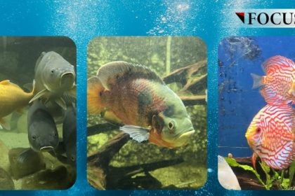 video o legenda urbana spune ca pestii de la acvariul din constanta au disparut care este realitatea si ce urmeaza sa se intample cu ei 69e14ac95053d