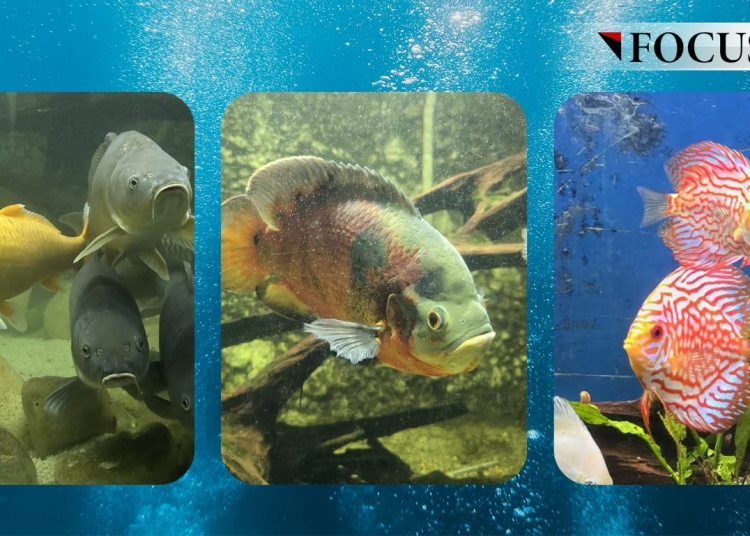 video o legenda urbana spune ca pestii de la acvariul din constanta au disparut care este realitatea si ce urmeaza sa se intample cu ei 69e14ac95053d