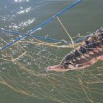 video plase ilegale descoperite in marea neagra sturioni delfini si un rechin salvati de politistii de frontiera 69edd0abe6c59