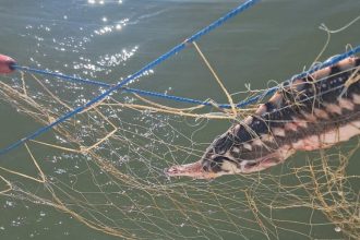 video plase ilegale descoperite in marea neagra sturioni delfini si un rechin salvati de politistii de frontiera 69edd0abe6c59