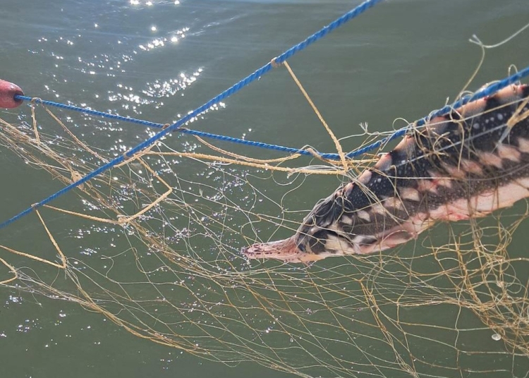 video plase ilegale descoperite in marea neagra sturioni delfini si un rechin salvati de politistii de frontiera 69edd0abe6c59