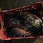 video zeci de perchezitii in constanta ialomita si tulcea capturi de sturion si icre negre de zeci de mii de lei confiscate 69e2244f5cd53