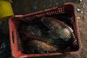 video zeci de perchezitii in constanta ialomita si tulcea capturi de sturion si icre negre de zeci de mii de lei confiscate 69e2244f5cd53