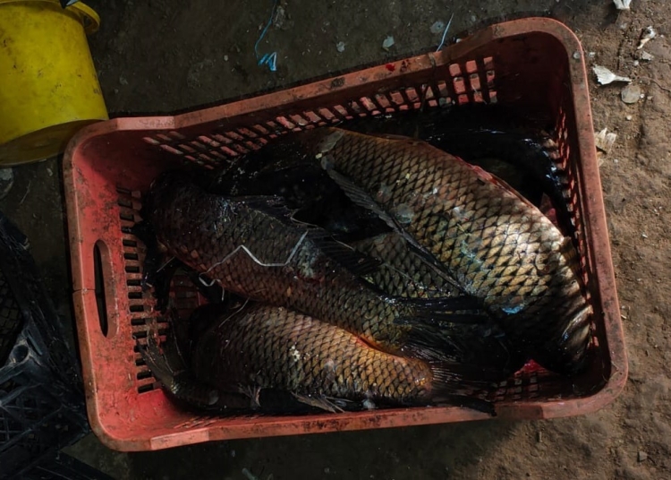 video zeci de perchezitii in constanta ialomita si tulcea capturi de sturion si icre negre de zeci de mii de lei confiscate 69e2244f5cd53