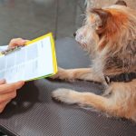 vrei sa adopti un catel din adapostul public de animale abandonate constanta vezi ce trebuie sa faci 69ddde616d535