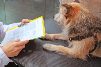 vrei sa adopti un catel din adapostul public de animale abandonate constanta vezi ce trebuie sa faci 69ddde616d535