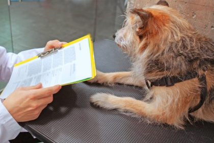 vrei sa adopti un catel din adapostul public de animale abandonate constanta vezi ce trebuie sa faci 69ddde616d535