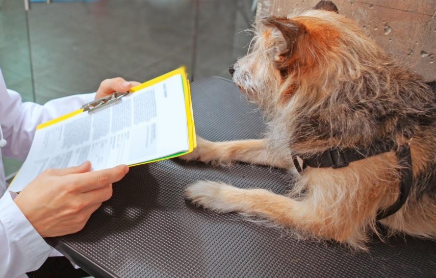 vrei sa adopti un catel din adapostul public de animale abandonate constanta vezi ce trebuie sa faci 69ddde616d535